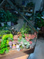 Valentine Gift - Fittonia, Staghorn Fern, Bird Nest Fern and Moss Arrangement in House Shape Aqua Glass Terrarium