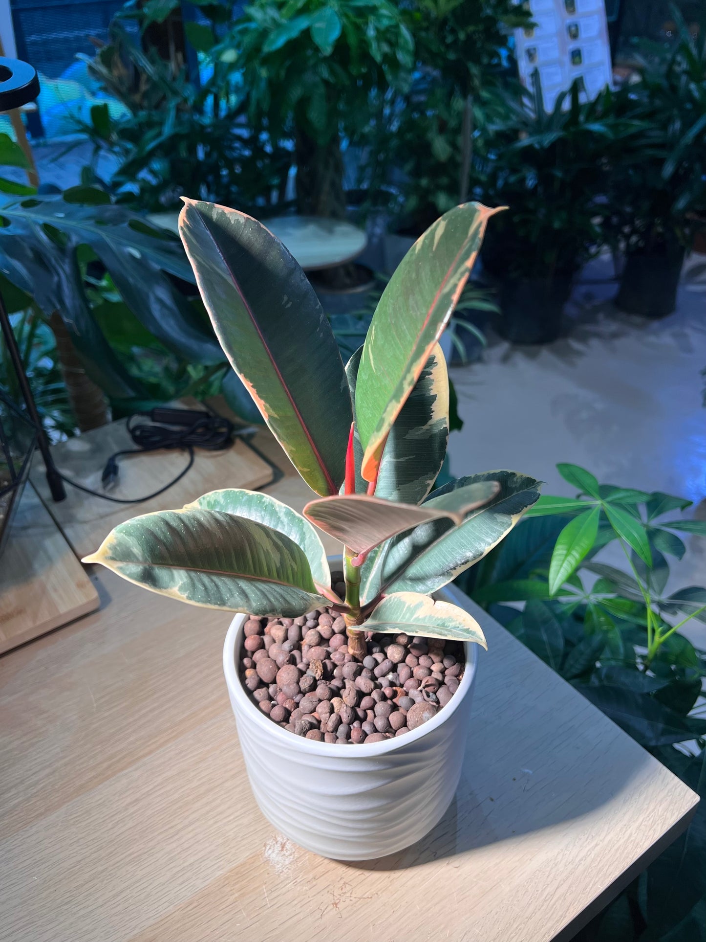 Rubber Plant (Ficus Elastica 橡皮树) in Wave Pattern Designed Pot