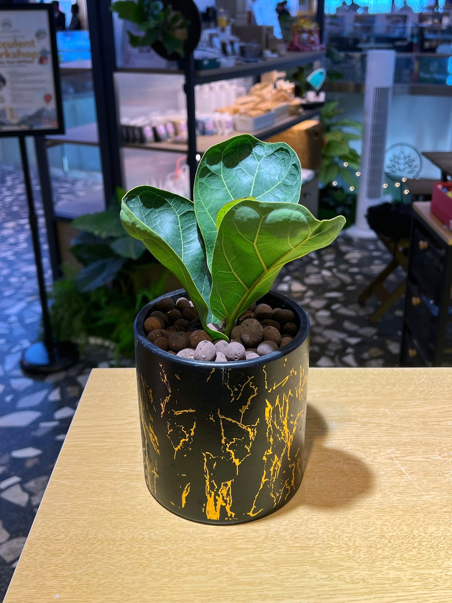 Ficus Lyrata in Golden Printed Marble Pot