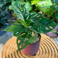 Monstera Adansonii in Red Designer Pot