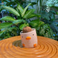 Stephania in Designer Duck Pot