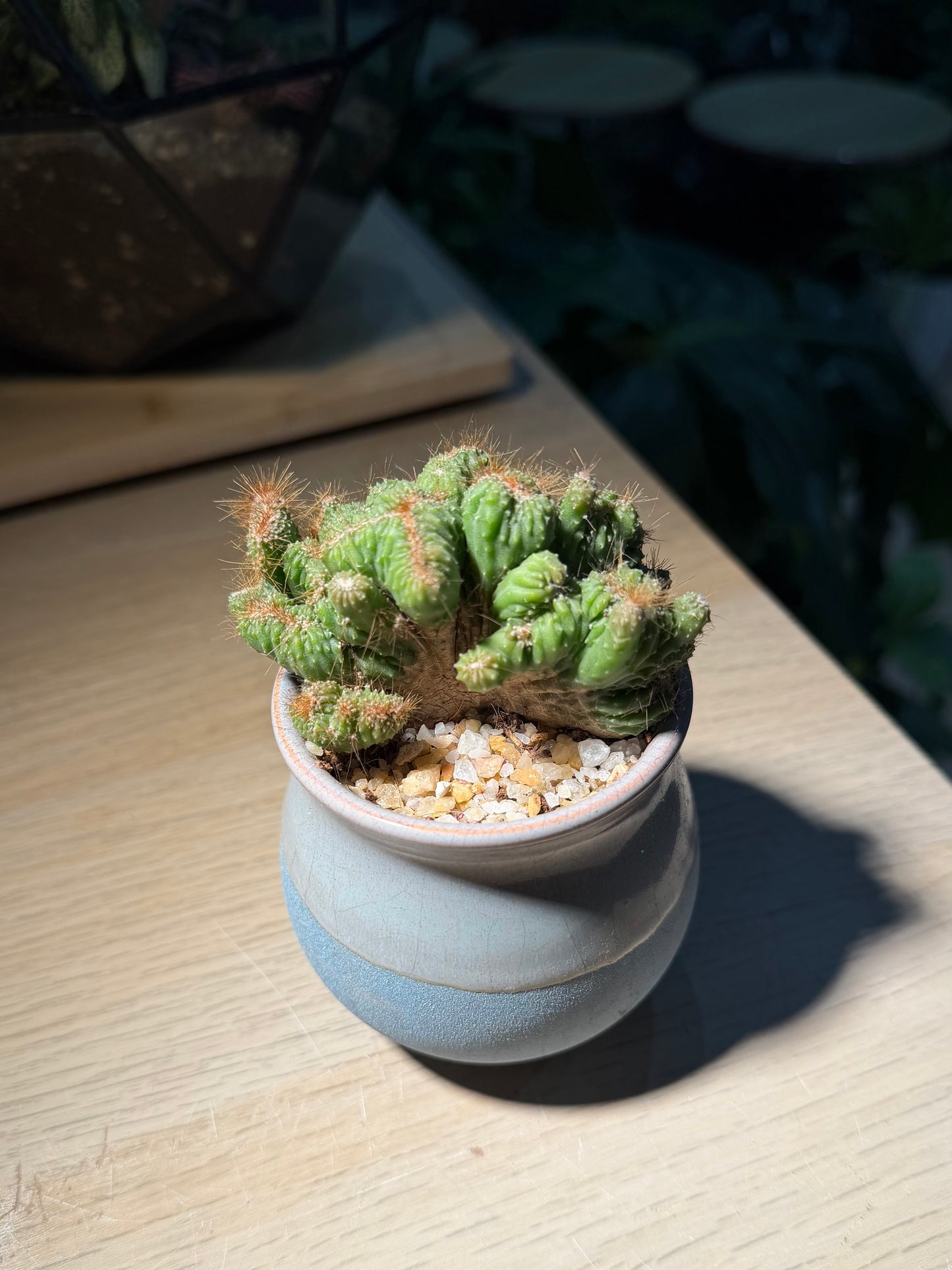 Monstrose Peruvian Apple Cactus in Sea Blue Ceramic Pot