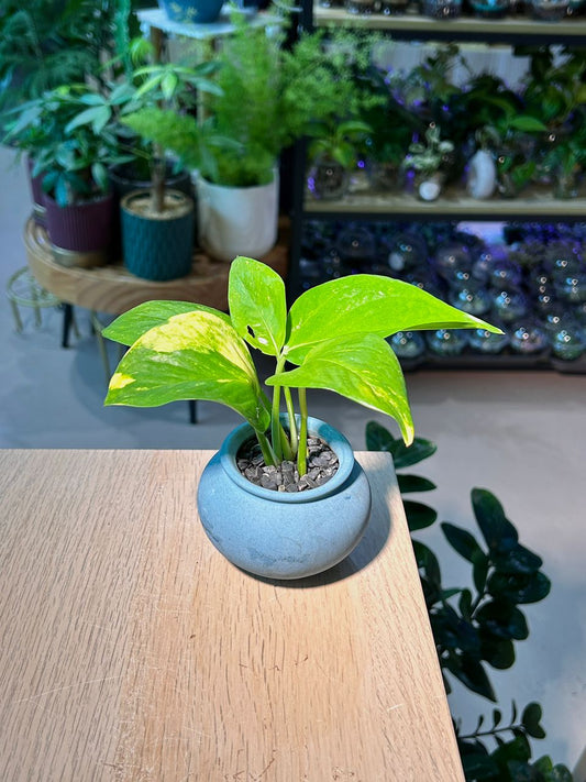 Golden Pothos (黄金葛) Epipremnum Aureum in Blue Matte Ceramic Pot