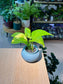 Golden Pothos (黄金葛) Epipremnum Aureum in Blue Matte Ceramic Pot