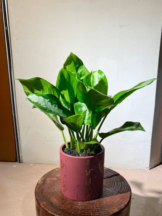 Aglaonema 'Pattaya Beauty' in Red Textured Ceramic Pot
