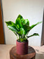 Aglaonema 'Pattaya Beauty' in Red Textured Ceramic Pot