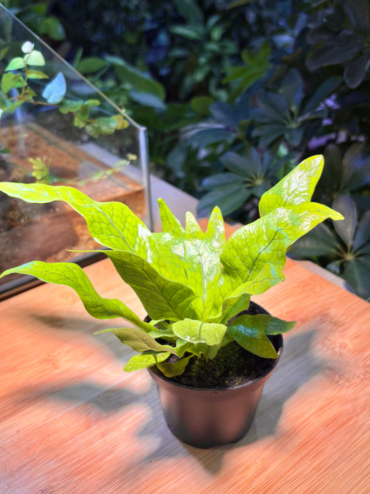 Microgramma Lycopodioides in Plastic Pot