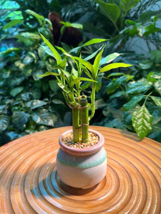 Lucky Bamboo in Deisgner Pot