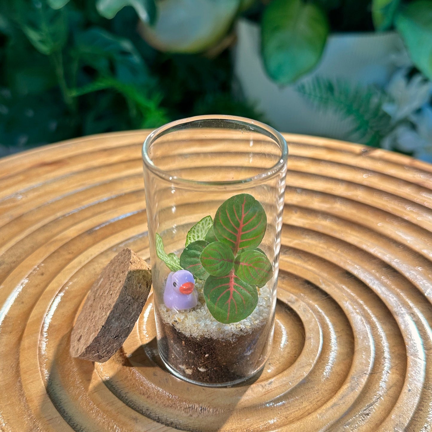 Fittonia in Cylinder Terrarium with Cork(M)