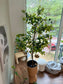 Artificial Dwarf Umbrella Tree (鸭脚木) Schefflera Arboricola in Woven Basket Pot