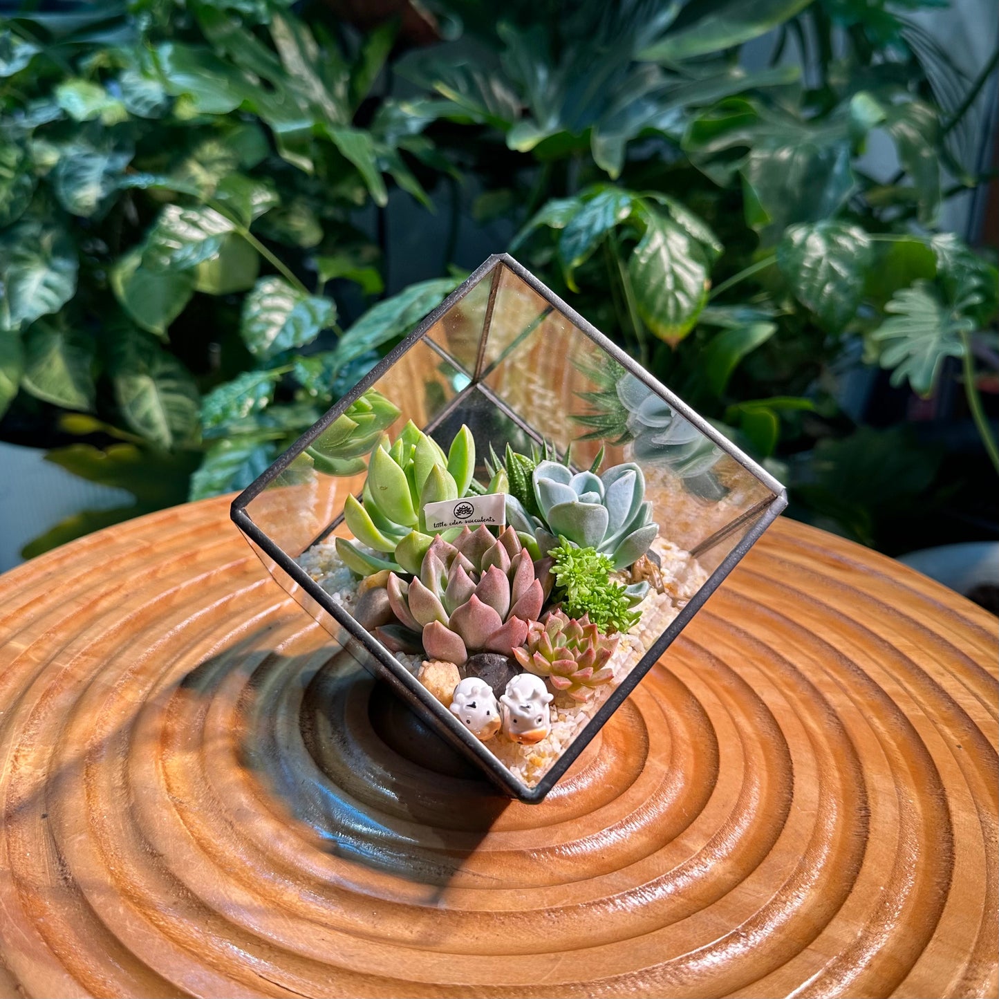 Black Frame Cubical Succulent Terrarium