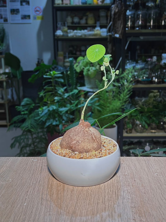 Stephania (山乌龟) in White Glazed Pot