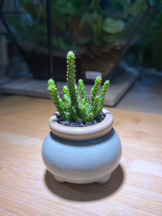 Euphorbia Inermis in Small Light Blue Belly Ceramic Pot
