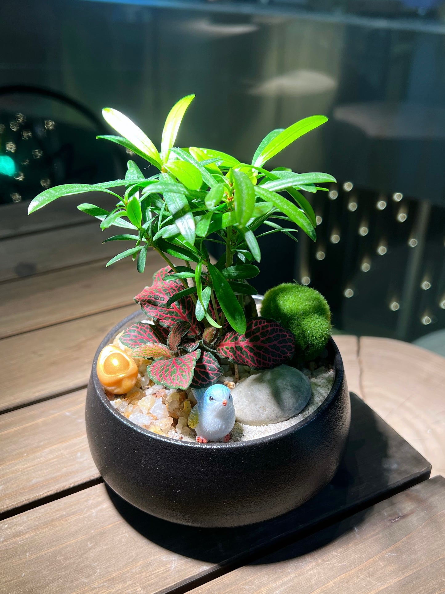 Fittonia & Podocarpus Costalis in Matt Black Ceramic Pot