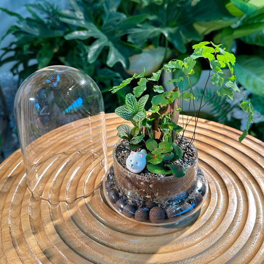 Fittonia and Fern in Bell Glass Indoor Plant Terrarium