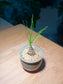 Albuca Humilis in Bicolor Ceramic Pot