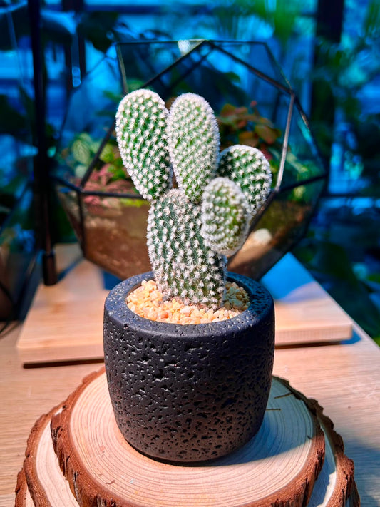 Bunny Ears Cactus (Mickey Mouse) in Matt Black Pot