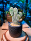 Bunny Ears Cactus (Mickey Mouse) in Matt Black Pot