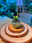 Opuntia Microdasys (Bunny Ears Cactus) in Green Ceramic Pot