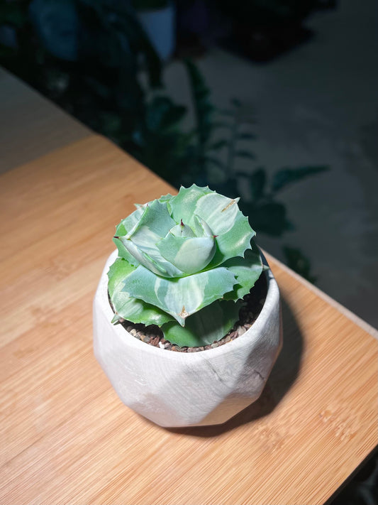 Agave Isthmensis in Pattern Designed Ceramic Pot
