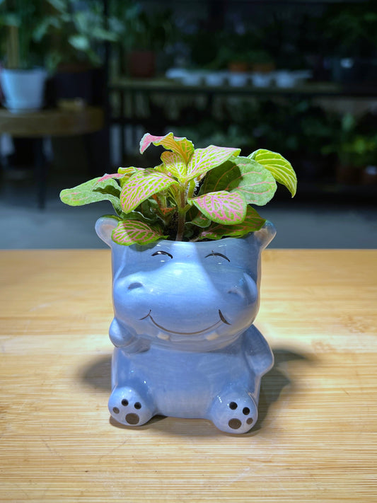 Fittonia in Smiling 🦛 Ceramic Pot