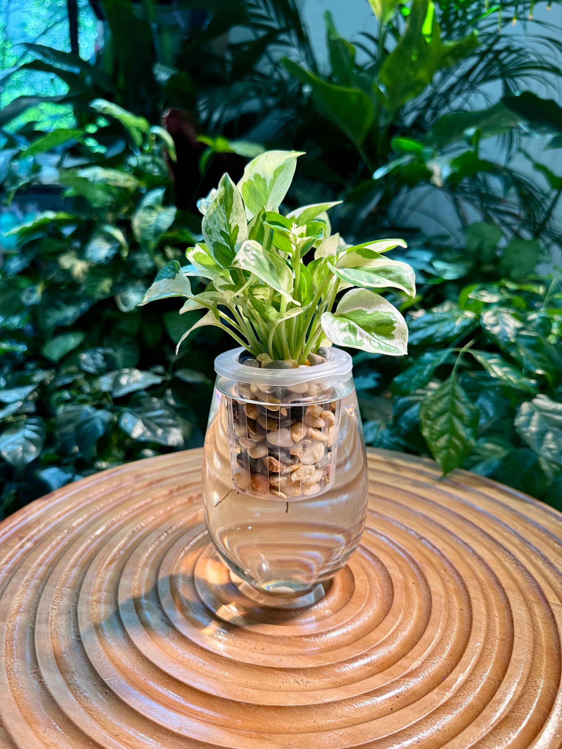 pothos in glass Pothos Njoy in Tall Water Based Glass