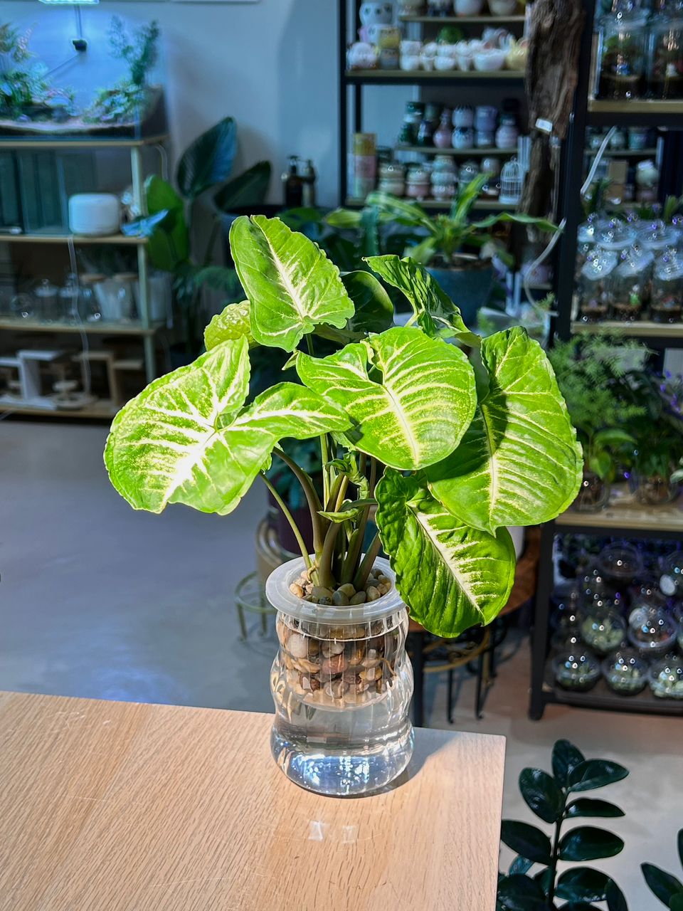 Arrowhead Plant (合果芋) Syngonium Podophyllum in Glass Hydroponic Vase