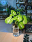 Arrowhead Plant (合果芋) Syngonium Podophyllum in Glass Hydroponic Vase