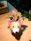 Red Vein Fittonia in Adorable Doggie Pot