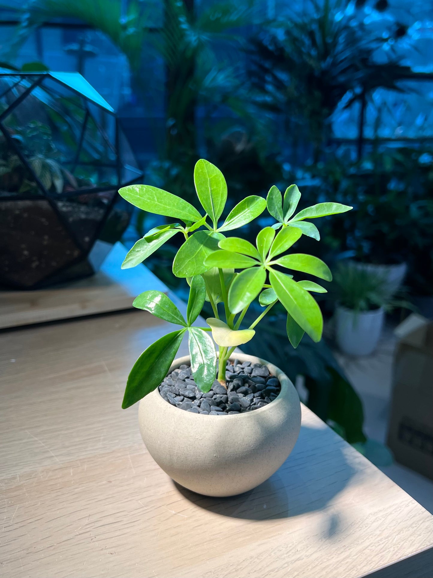 Dwarf Umbrella Tree in Round Ceramic Pot