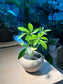 Dwarf Umbrella Tree in Round Ceramic Pot