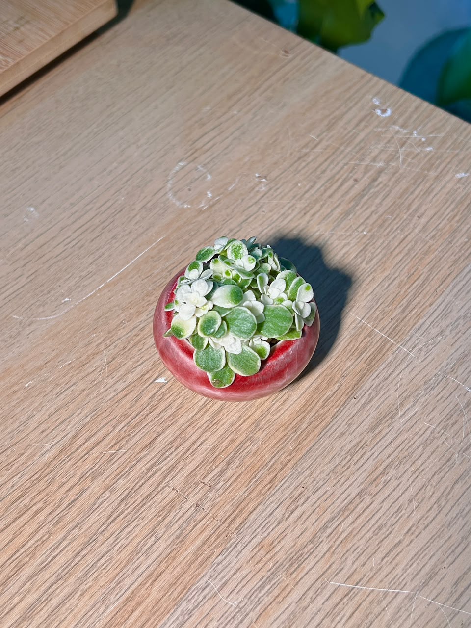 Variegated Creeping Sedum (铺地锦竹草锦) Callisia Repens Variegata in Red Glazed Ceramic Pot