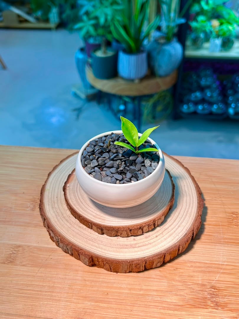 Baby Money Plant (金钱树) Zamioculcas Zamiifolia in White Glaze Ceramic Pot
