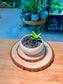 Baby Money Plant (金钱树) Zamioculcas Zamiifolia in White Glaze Ceramic Pot