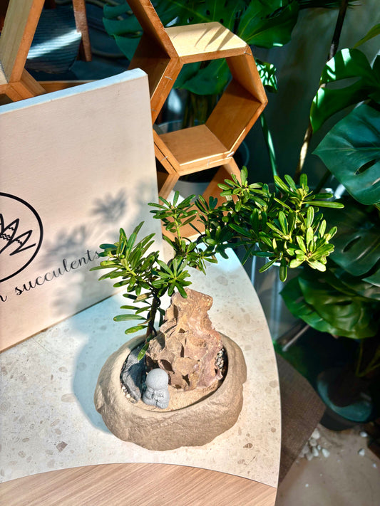 Podocarpus Macrophyllus in Rock Pot 🪨