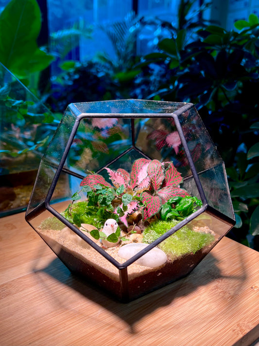 Fittonia and Fern with Moss Arrangement in Nonagon Glass (L)