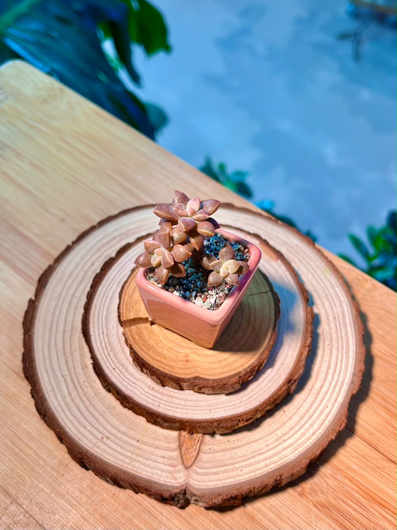 Graptosedum (Succulent) in Pink Ceramic Pot