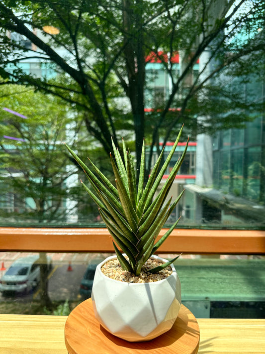 Sanseveria Fox Tails in White Designer Pot (aka Snack Plant)