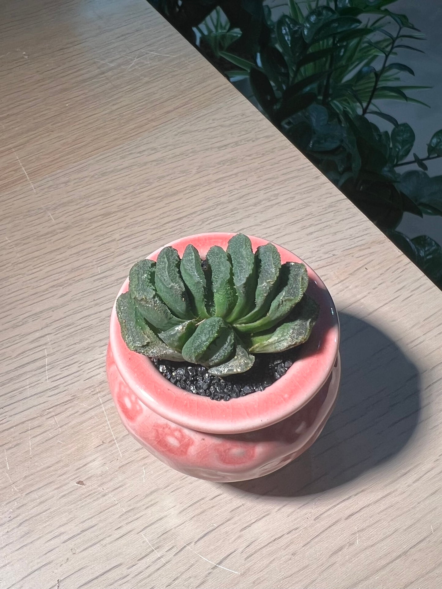 Haworthia Truncata in Pinkish Ceramic Pot