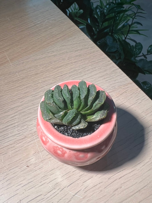 Haworthia Truncata in Pinkish Ceramic Pot