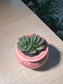 Haworthia Truncata in Pinkish Ceramic Pot