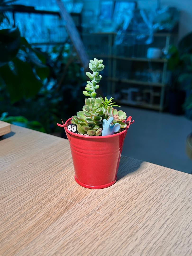 Succulent Arrangement in Red Pail Pot