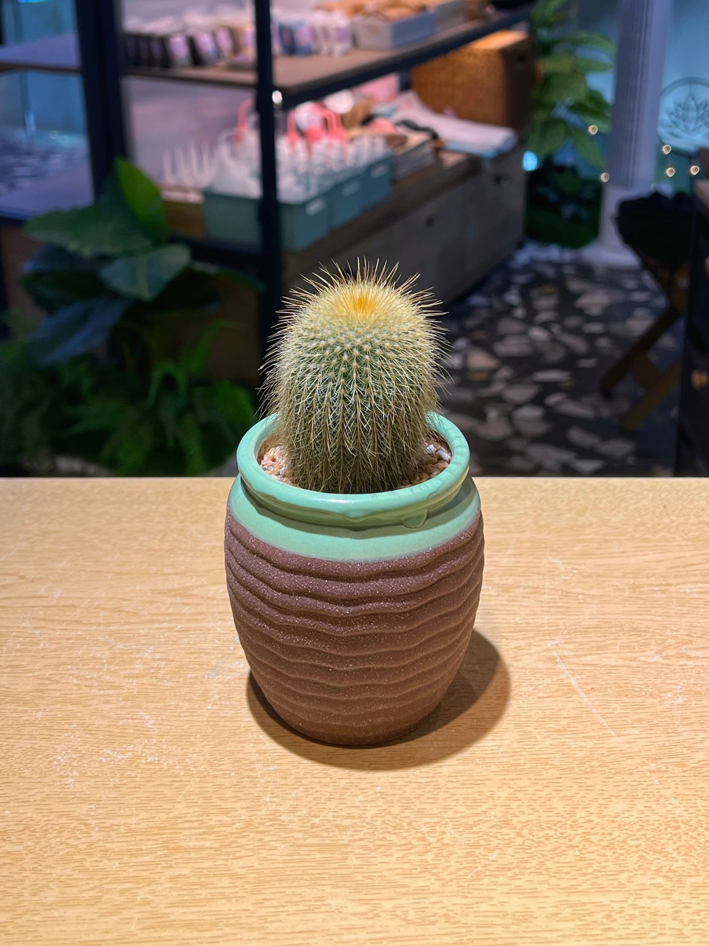 Golden Barrel Cactus in Textured Ceramic Pot