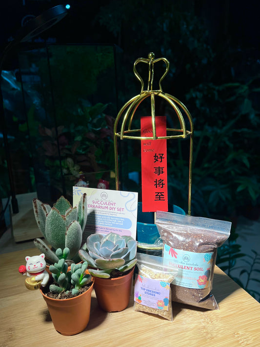 Mother’s Day Gift - Succulent in Crown Wire Pot