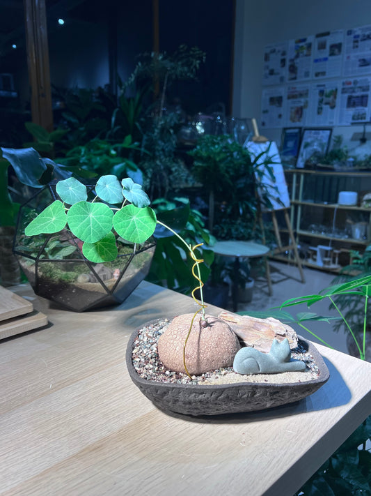 Stephania (ε±±δΉιΎ) in Irregular Stone Pot