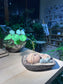 Stephania (山乌龟) in Irregular Stone Pot