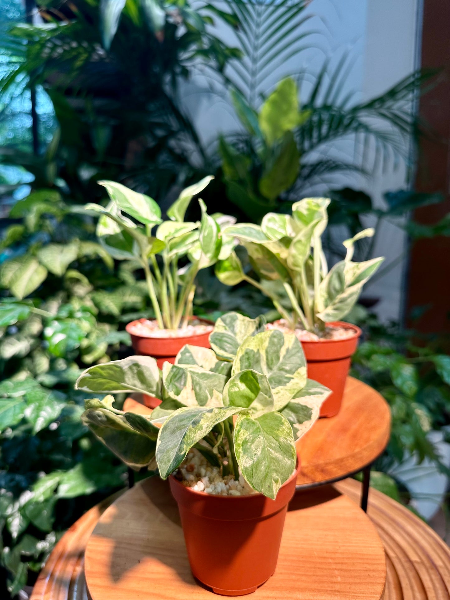 Pothos N'Joy in Plastic Pot