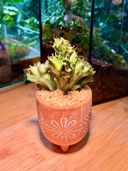 Euphorbia Lactea in Adore Orange Pot 🧡