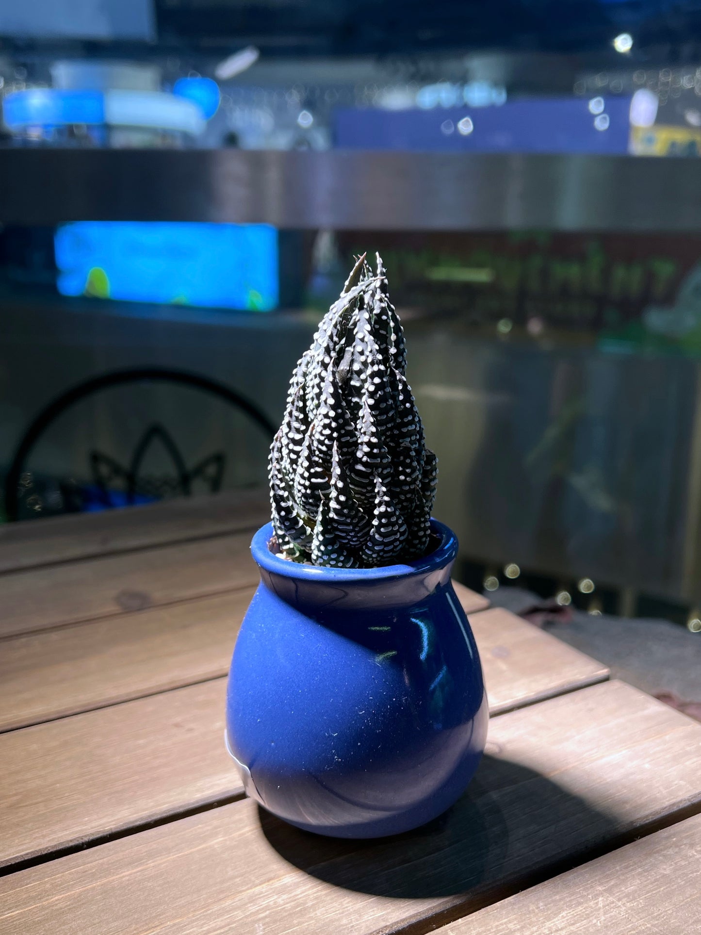 Haworthia in Ocean Blue Ceramic Pot