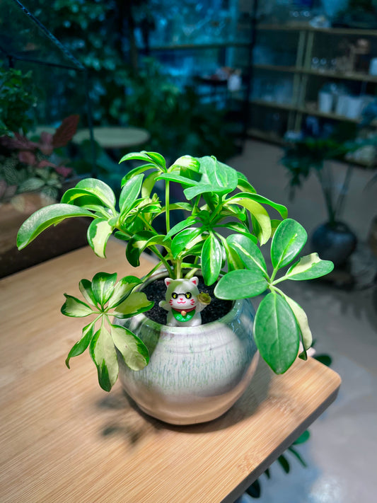 CNY Theme - Dwarf Umbrella Tree in Sky Blue Ceramic Pot